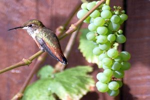 Hummingbird photo: a hummingbird sitting on a branch near hanging green grapes.