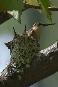 Hummingbird photo: a hummingbird on nest and two babies are visible