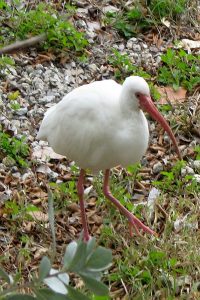 Ibis photo: an ibis standing, close up.
