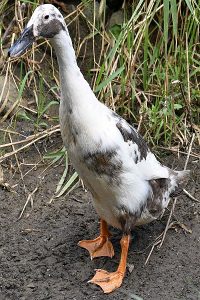 Duck photo: an Indian runner duck standing tall.
