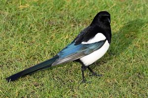 Magpie photo: a magpie standing on grass.