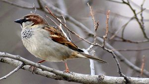 Sparrow photo: a male house sparrow sitting on a branch and facing left.