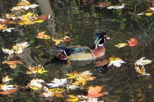 Duck photo: a male wood duck swimming amidst colorful leaves on the water.