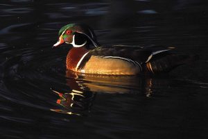 Duck photo: a male wood duck, illuminated by the setting sun, swimming left.
