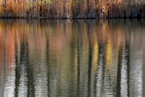 Landscape photo: Reeds with reflection.