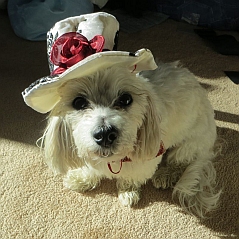 Dog photo: A small white dog wearing a hat