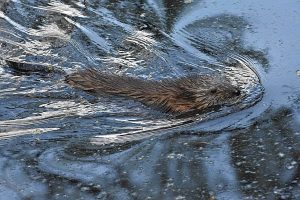 Muskrat photo: a muskrat swimming right, though blue water.