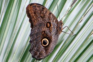 Butterfly photo: an owl butterfly with green background