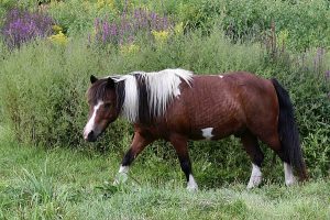 Horse photo: a paint pont walking left with gass and wildflowers in the background