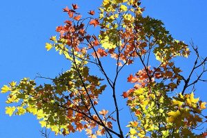 Tree photo: pretty leaves against a blue sky.