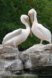 Pelican photo: two pelicans on a rock, standing beak to beak