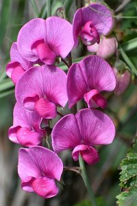 Pink Flowering Orchid