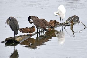 Bird photo: four different birds preening on a long in the river.