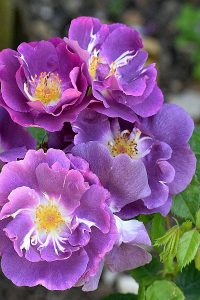 Four purple roses