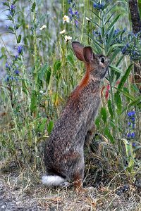 Rabbit photo: a rabbit standing on its hind legs, looking at, or maybe smelling, a flower