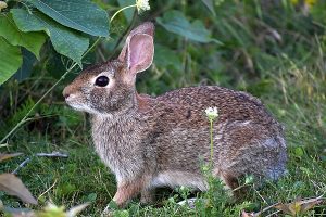 Rabbit photo: a rabbit facing left, with ears up and eyes wide open