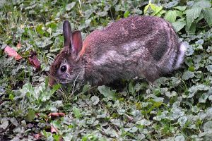 Rabbit photo: a rabiit in grass and clover, has several colors