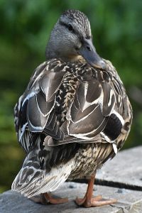 Duck photo: a female mallard looking over her shoulder.