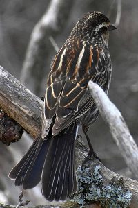 Red-winged blackbird photo: the back of a female red-winged blackbird.