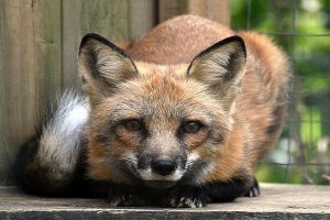 Fox photo: a red fox crouching, looking face on