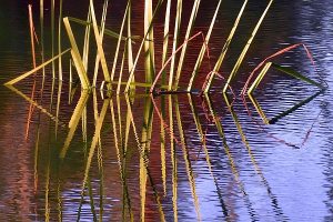 Nature photo: red, green and yellow reeds in water with reflection