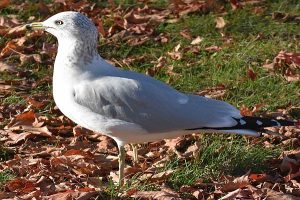 Gull photo: a ring-billed gull standing on sutumn leaves, facing left.