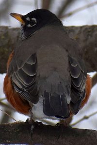 Robin photo: the back of a robin.