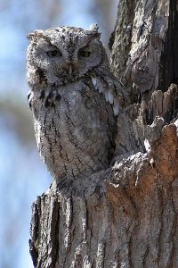 Owl photo: a screech owl camouflaged with the tree, and facing you.