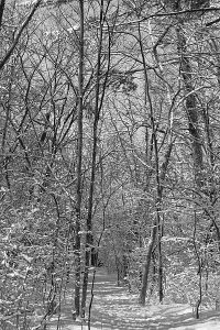 Black and white winter landscape photo: Snow on trees along a path