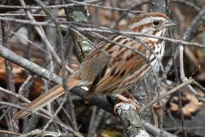 Sparow photo: a song sparrow facing right behind some twigs.