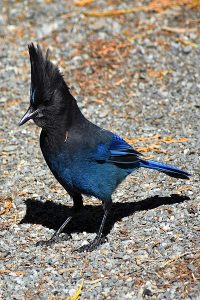 Jay photo: a Stellar's jay is a darker version of the Blue-jay, standing on a path.