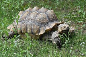 Tortoise photo: a big tortoise laying on grass
