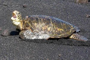 Sea turtle photo: a Sea Turtle laying on a black sand beach with its mouth open