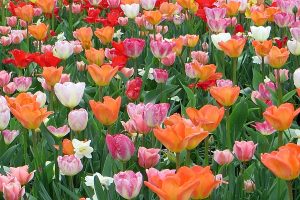Orange, pink and white tulips