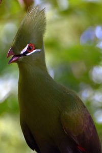 Turaco photo: a turaco facing left, with its mouth open.