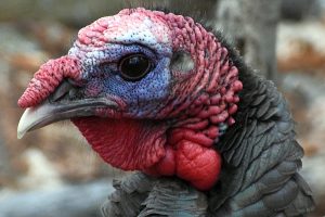 Turkey photo: a close up of the head of a turkey.