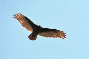 Vulture photo: a turkey vulture flying overhead with wings spread wide.