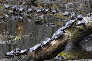 Turtle photo: over two dozen turtles sunning on logs