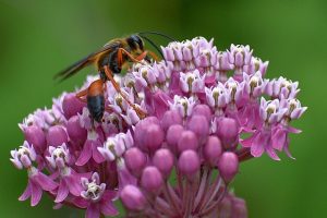 Wasp photo: a golden digger wasp, orange and black, on pink flowers.