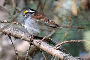Sparrow photo: a white-throated sparrow sitting on a branch and facing left.
