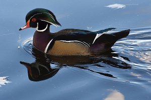 Duck photo: a male wood duck on blue water, swimming left.