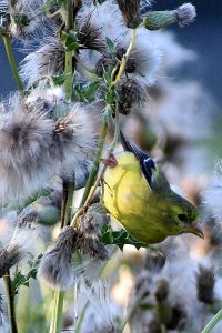 Finch photo: a yellow finch sitting in fluff.