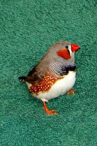 Finch photo: a zebra finch sitting on a green carpet, looking right.