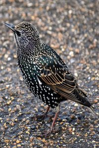 Bird photo: a European starling standing on gravel, looking left.