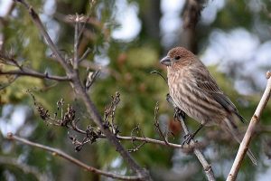 Bird photo: a female house finch on a branch, facing left.
