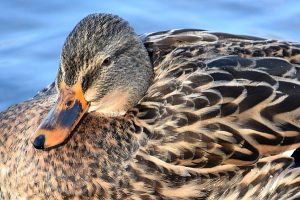 Duck photo: a close up of the head of a female mallard.