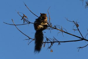 Squirrel photo: a squirrel sits wayout on a limb.