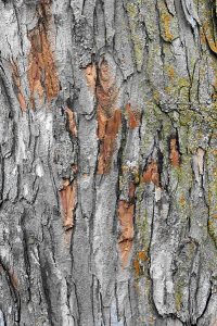 Tree photo: the bark of a tree, close up