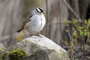 Bird photo: A white crowned sparrow sitting on a rock, and looking well fed.