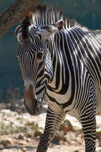 Zebra photo: a zebra facing you, close up.